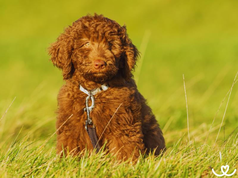 Psi-plemeno-labradoodle (15)